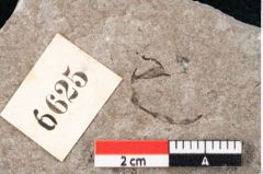 Foto (Detailansicht) von Puccinites zosterae Ettingshausen (NHMW-GEO-2024-0188-6625)